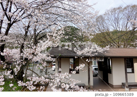 岐阜県揖斐郡揖斐川町_谷汲口駅2_2023年3月 109665389