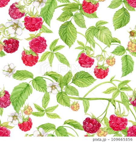 Raspberry branches on a white background. Watercolor seamless background with summer red berries. Illustration for spring cover, summer textile, wedding invitation. Red berries, flowers, leaves. 109665856
