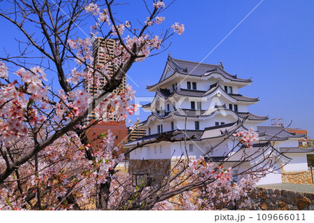 尼崎城（兵庫県尼崎市）桜咲く 109666011
