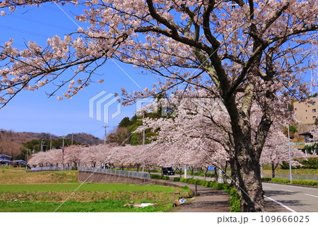 い～な！！さくら通り（兵庫県川辺郡猪名川町） 109666025