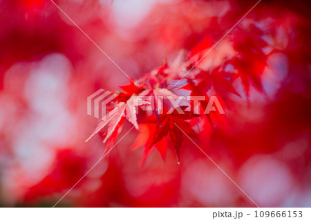 楓の美しさ 109666153