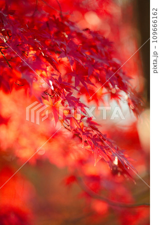 紅葉の秋 109666162