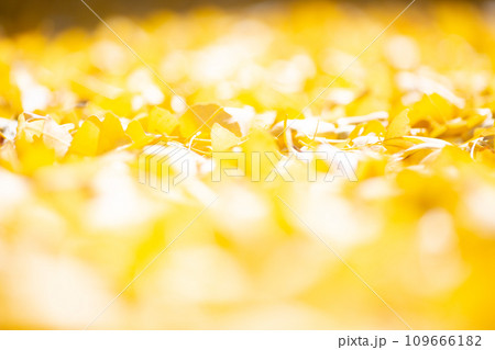 鮮やかなイチョウの絨毯 109666182
