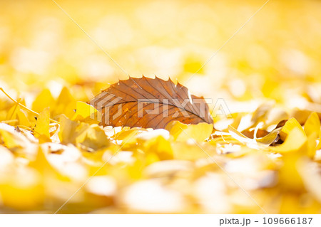 かわいい落ち葉。。。 109666187