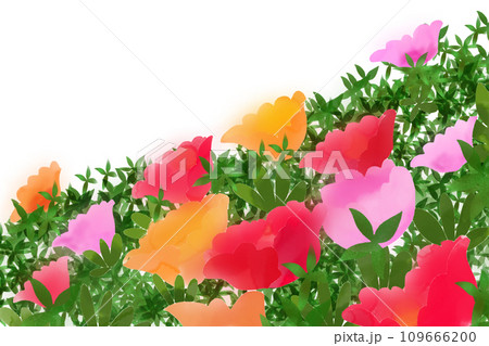 松葉牡丹の花のカード1 109666200