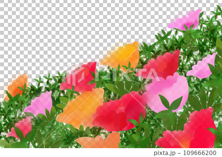 松葉牡丹の花のカード1 109666200