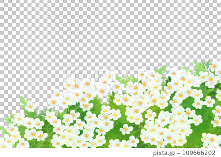 Yarrow, yarrow flower card 1 109666202
