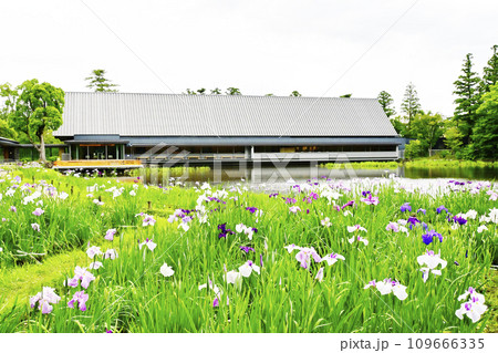 花菖蒲咲く勾玉池 伊勢神宮 せんぐう館と花菖蒲 伊勢志摩観光スポット 花菖蒲咲く勾玉池 伊勢神宮 せんぐう館と花菖蒲 伊勢志摩観光スポット 109666335