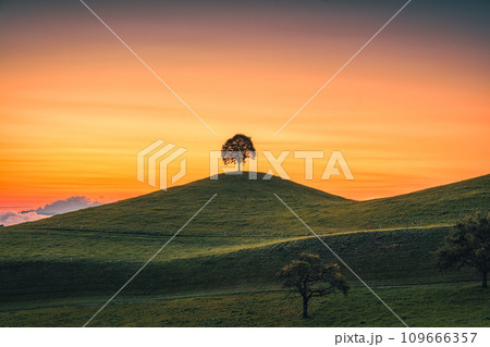 Scenic of sunrise over lonely tree on hill in rural scene 109666357