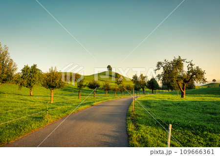 Empty road on horticultural crop plantation and lonely tree on hill in rural scene Empty road on horticultural crop plantation and lonely tree on hill in rural scene 109666361
