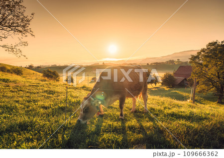 A cow grazing on pasture with sunrise over hill in livestock village 109666362