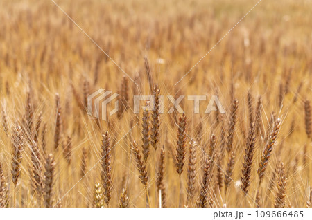 黄金色に実った麦の穂 109666485
