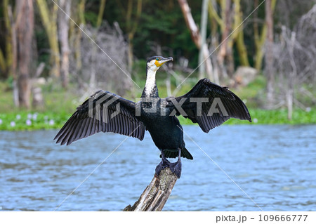 Cormorant bird dries its wings sitting on a dry tree in the middle of Lake Naivasha in Kenya Cormorant bird dries its wings sitting on a dry tree in the middle of Lake Naivasha in Kenya 109666777