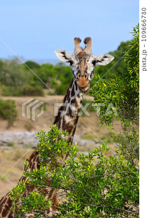 Portrait of a wild African giraffe grazing 109666780