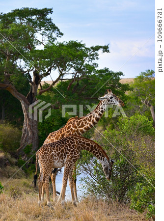 Couple of wild giraffes graze in their natural environment 109666781