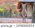 奈良公園の紅葉とメス鹿 109666854
