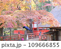 奈良公園の紅葉とカラス 109666855