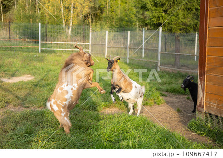 In the sunshine of the barnyard, goats jump and butt while playing with each other. A goat on the green grass jumps and butts another goat with its large horns. Farm concept with small livestock. In the sunshine of the barnyard, goats jump and butt while playing with each other. A goat on the green grass jumps and butts another goat with its large horns. Farm concept with small livestock. 109667417