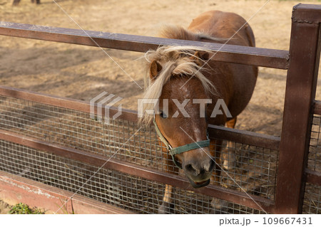 A cute pony pokes her head through the poles of the pen and watches the zoo visitors with interest. The pony horse is very inquisitive and seeks contact with zoo visitors. Zoo pony concept. A cute pony pokes her head through the poles of the pen and watches the zoo visitors with interest. The pony horse is very inquisitive and seeks contact with zoo visitors. Zoo pony concept. 109667431