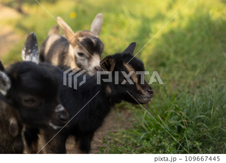 Little cute baby goats stand on a green meadow close-up. Portrait in profile of a baby goat against a background of lush green grass. The baby goats look to the side with curiosity. 109667445
