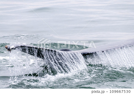 Whale surfacing in Walvis Bay 109667530