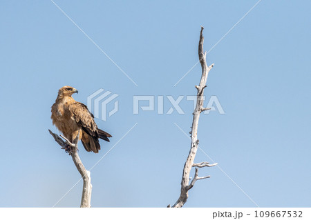Tawny Eagle in Etosha Tawny Eagle in Etosha 109667532