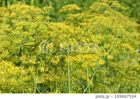 Dill plantations with formed umbrellas in the garden. 109667584