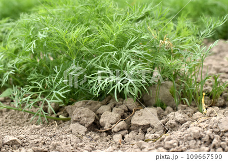 Green leaves of dill grew in the garden. Green leaves of dill grew in the garden. 109667590