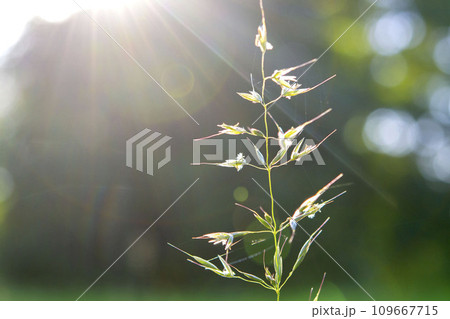 Blooming grass green stem closeup on blurry background with sunny beams of shining sun. Sunny summer day. Natural background Nature backdrop 109667715