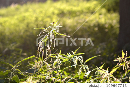 Nettle stem with flowers, seeds and bee on a green leaf brightly lit by the sun on a sunny summer day. Green field grass. Brightly shining sun. Natural background Nature backdrop 109667718