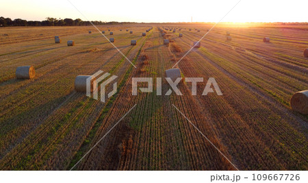 Many bales of wheat straw twisted into rolls with long shadows after wheat harvest lie on field during sunset sunrise. Flying over straw bales rolls on field. Aerial drone view. Agricultural landscape 109667726