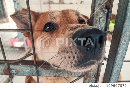 Portrait of lonely sad abandoned stray dog behind the fence at animal shelter. Best human's friend is waiting for a forever home. Animal rescue concept 109667873