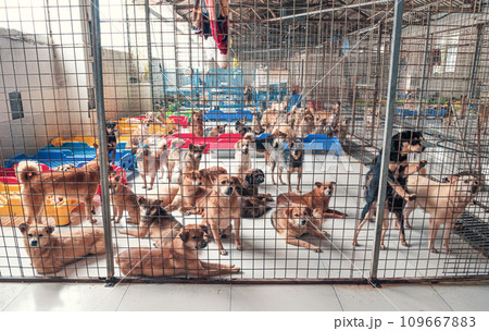 Lonely sad abandoned stray dogs behind the fence at animal shelter. Best human's friends waiting for a forever home. Animal rescue concept Lonely sad abandoned stray dogs behind the fence at animal shelter. Best human's friends waiting for a forever home. Animal rescue concept 109667883