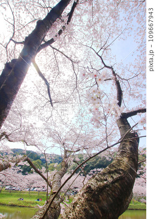 満開の桜・力強い桜の木 満開の桜・力強い桜の木 109667943