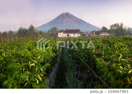Bromo in the beautiful morning 109667961