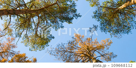 Crowns of pines against the background of the sky. Wide photo. 109668112