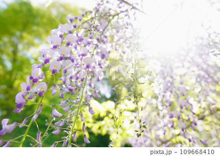 綺麗に咲誇る藤の花・横 109668410