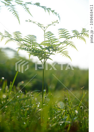 朝露に輝くシダ植物 109668411
