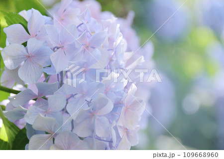 薄紫色の紫陽花の花・柔らかく綺麗なアジサイ 109668960