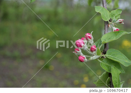 Apple blossoms on a branch in spring. Apple blossom. 109670417