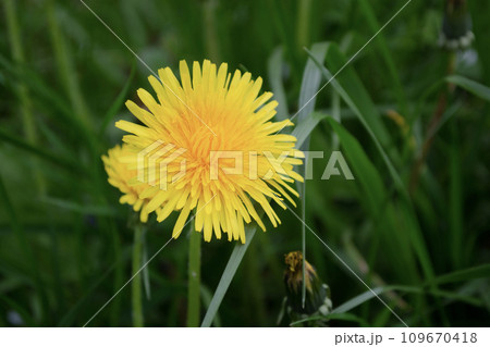 Yellow dandelion flower on green grass background. Close up. Yellow dandelion flower on green grass background. Close up. 109670418