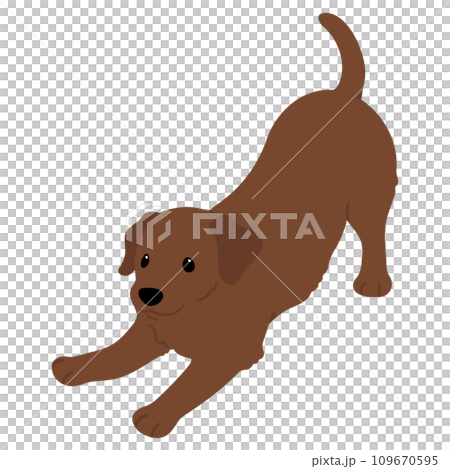 A simple and cute chocolate-colored Labrador that invites you to play.No main line. 109670595