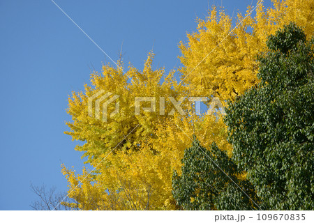秋の京都御苑　苑内のイチョウの黄葉　京都市上京区 109670835