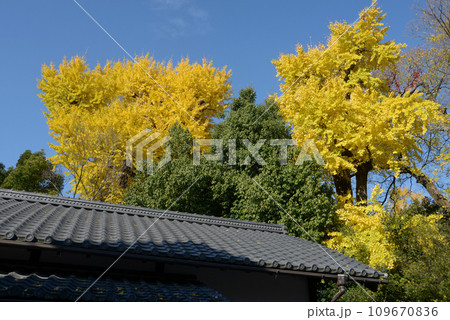 秋の京都御苑　苑内のイチョウの黄葉　京都市上京区 109670836
