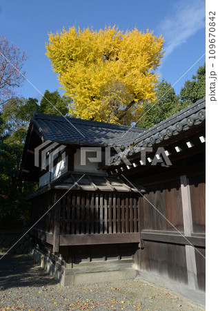 秋の京都御苑 堺町御門とイチョウの黄葉 京都市上京区 秋の京都御苑 堺町御門とイチョウの黄葉 京都市上京区 109670842