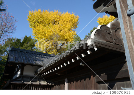 秋の京都御苑　堺町御門とイチョウの黄葉　京都市上京区 109670913