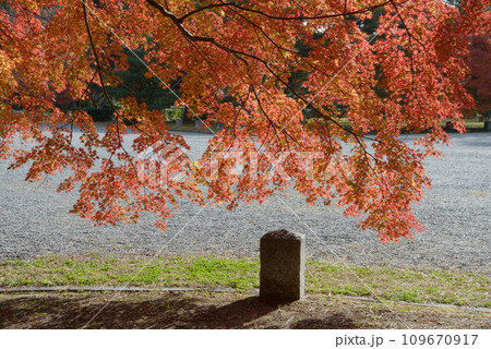 秋の京都御苑　苑内の紅葉　京都市上京区 109670917