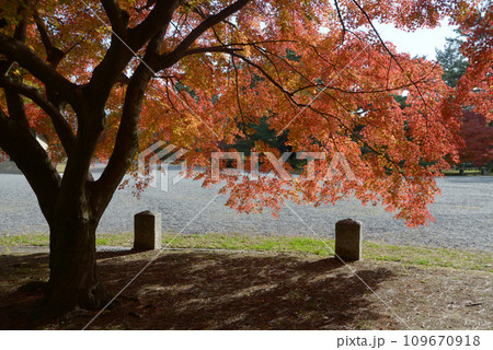 秋の京都御苑　苑内の紅葉　京都市上京区 109670918