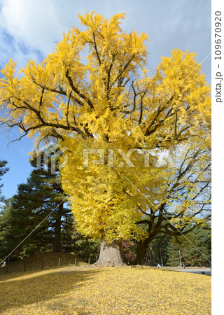 秋の京都御苑　苑内のイチョウの黄葉　京都市上京区 109670920