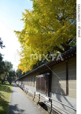 秋の京都御苑　築地塀とイチョウの黄葉　京都市上京区 109670995